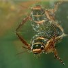 Potapnik vroubeny - Dytiscus marginalis - Great Diving Beetle 5259